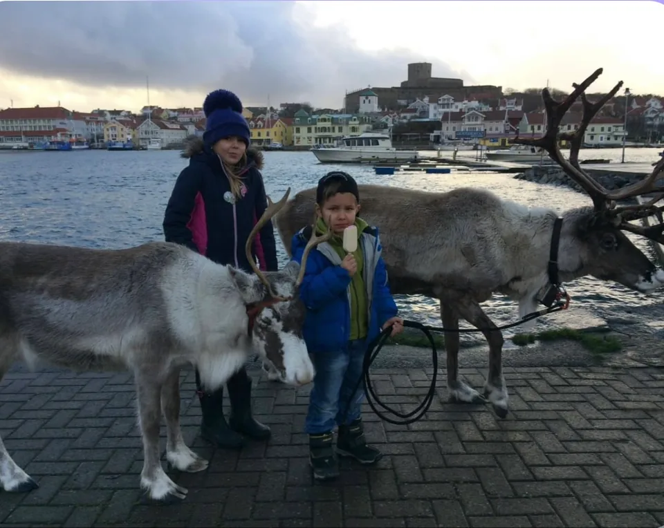 Två barn promenerar med renarna Gus och Katti vid Marstrands hamn.